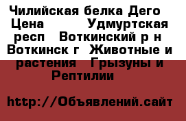 Чилийская белка Дего › Цена ­ 700 - Удмуртская респ., Воткинский р-н, Воткинск г. Животные и растения » Грызуны и Рептилии   